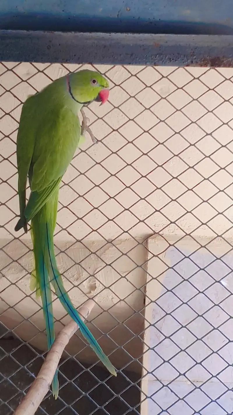 BREEDER PAIR OF PARROTS FOR SALE — photo 5