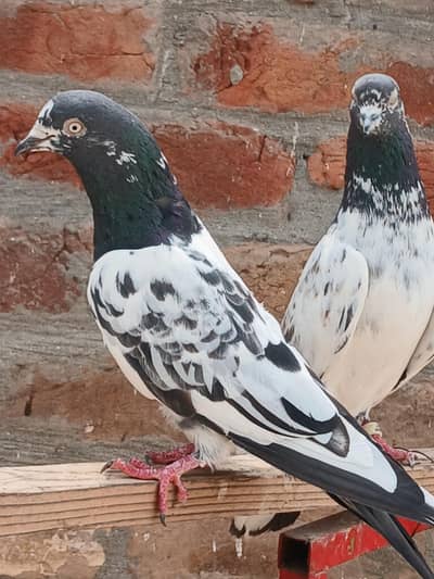 kabutar