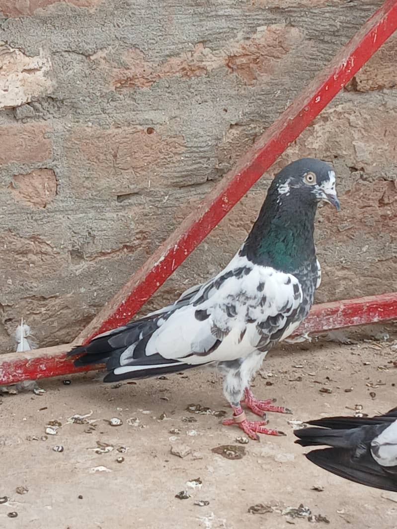 kabutar 1