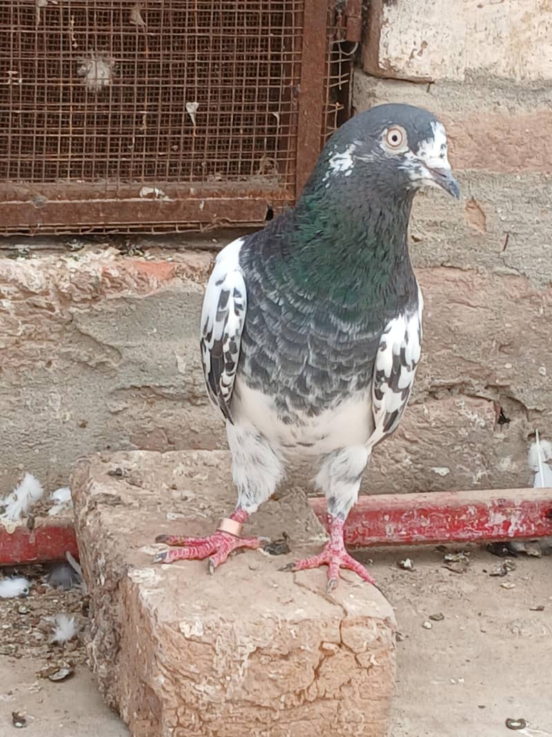 kabutar 2