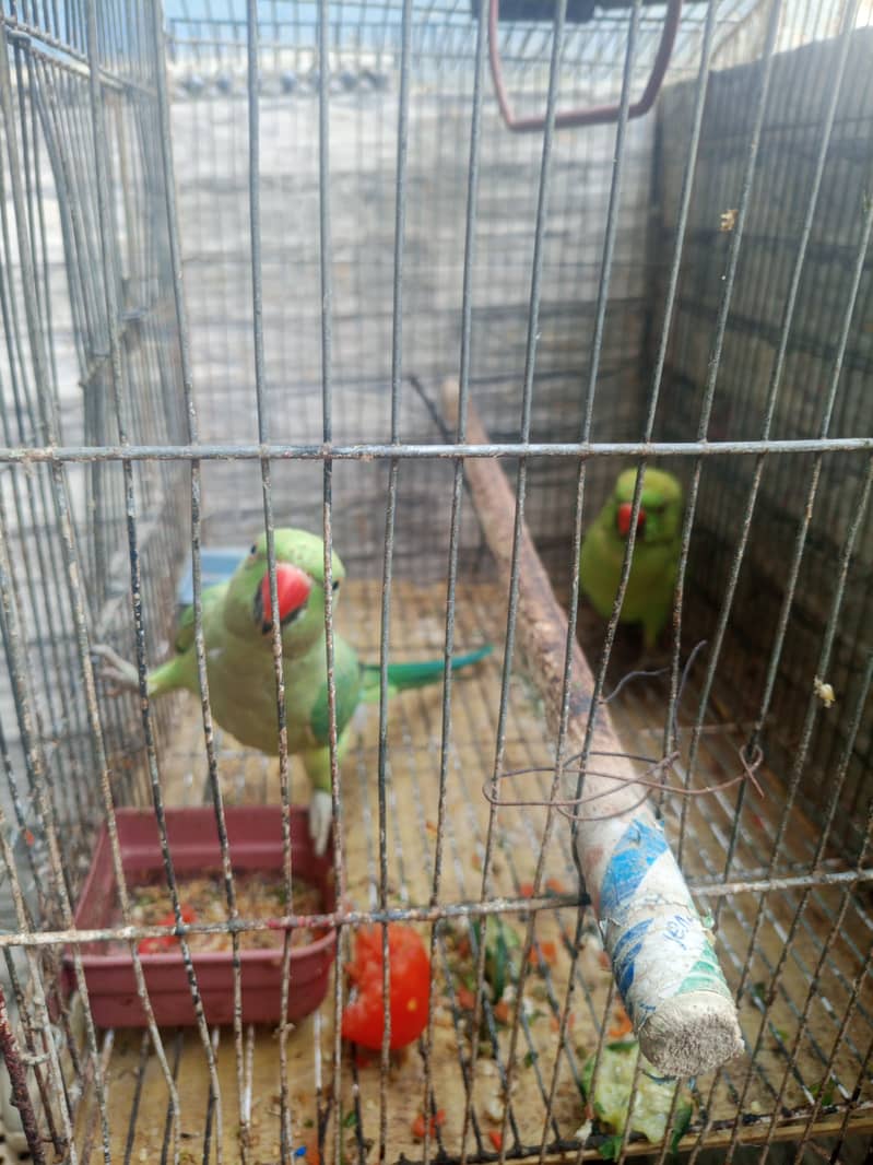 Parrot 0
