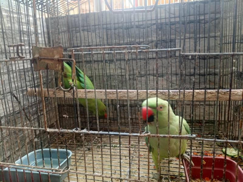 Parrot 1