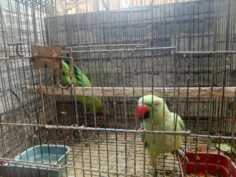 Parrot — photo 2