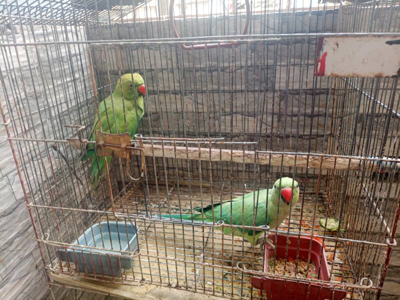 Parrot 2