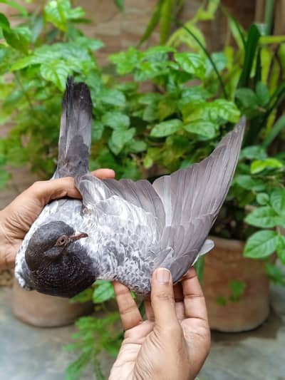 High flyer bachy is full healthy and active are ready to new shelter