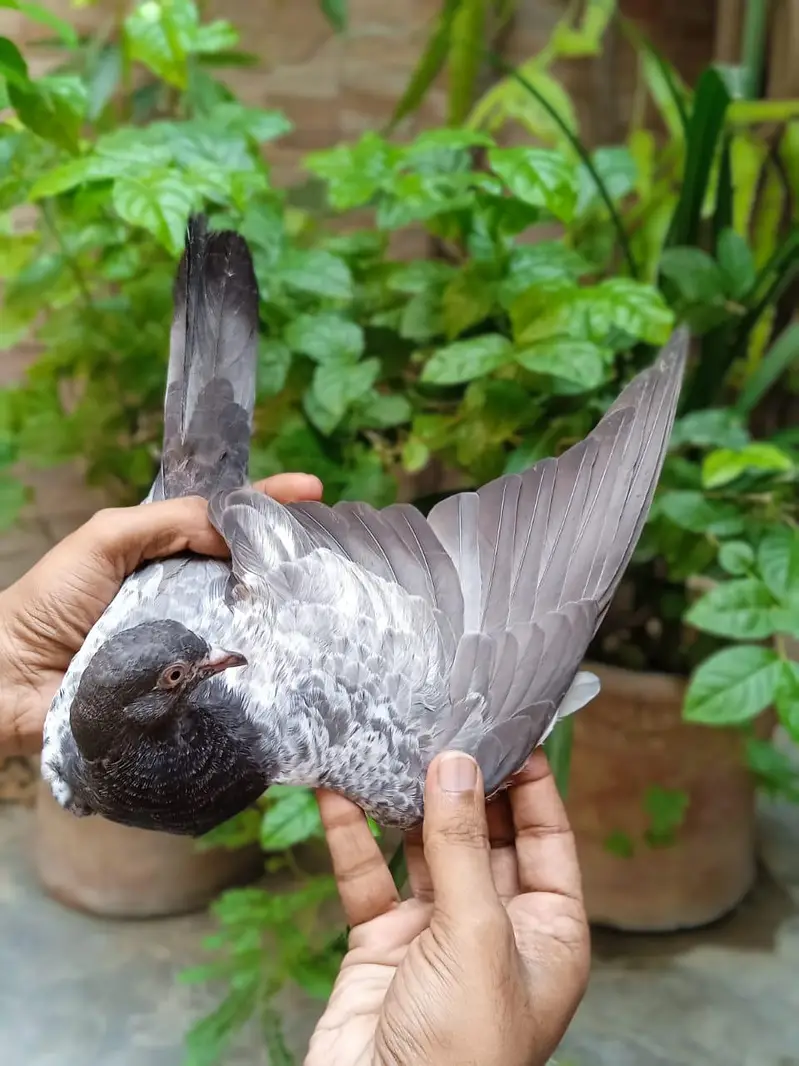 High flyer bachy is full healthy and active are ready to new shelter