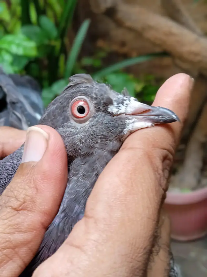 High flyer bachy is full healthy and active are ready to new shelter — photo 3