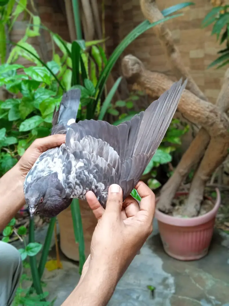 High flyer bachy is full healthy and active are ready to new shelter — photo 6