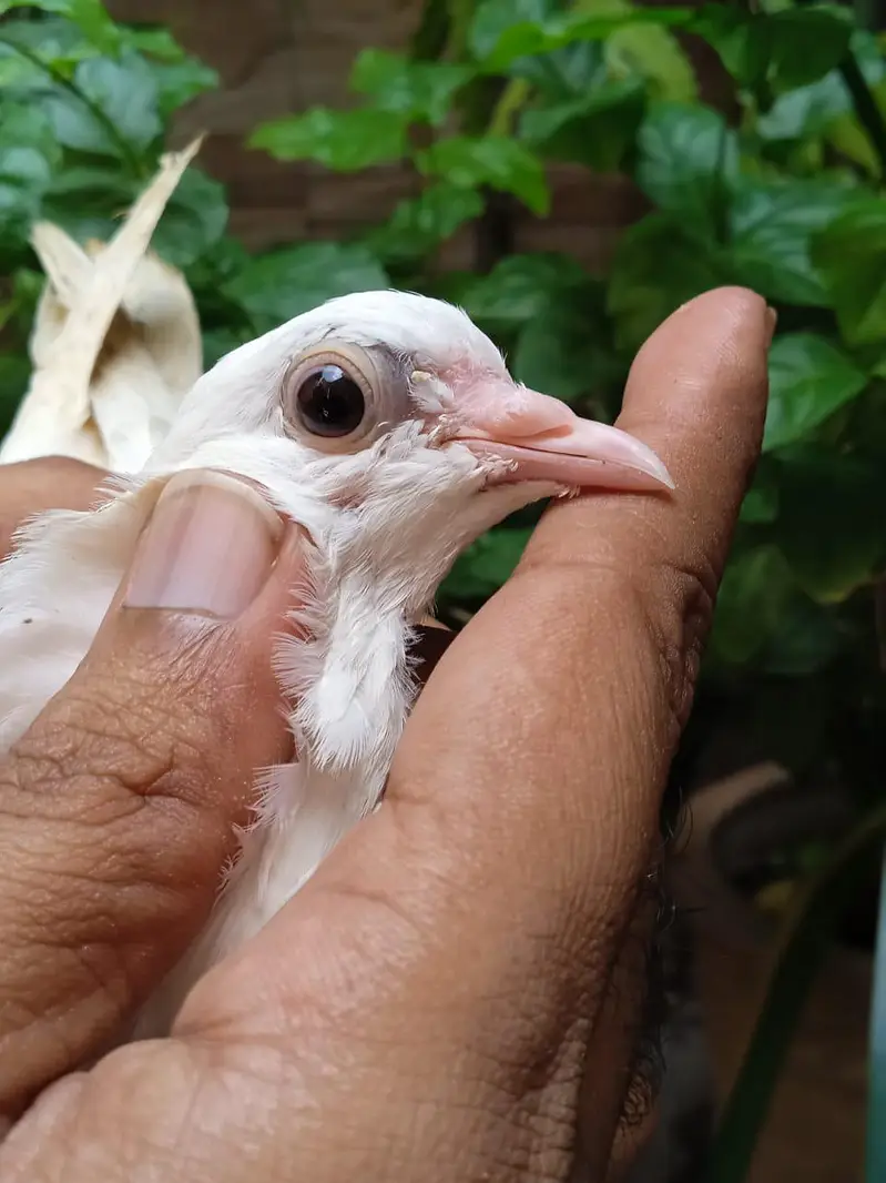 High flyer bachy is full healthy and active are ready to new shelter — photo 8