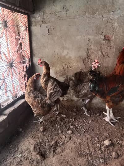 4 murgian for sale .  contact number 03330031118