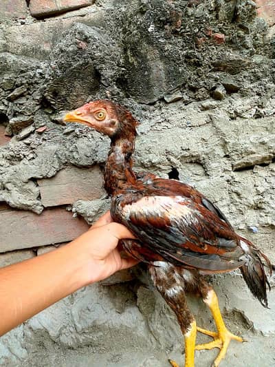 pure aseep vip birds top quality breed
