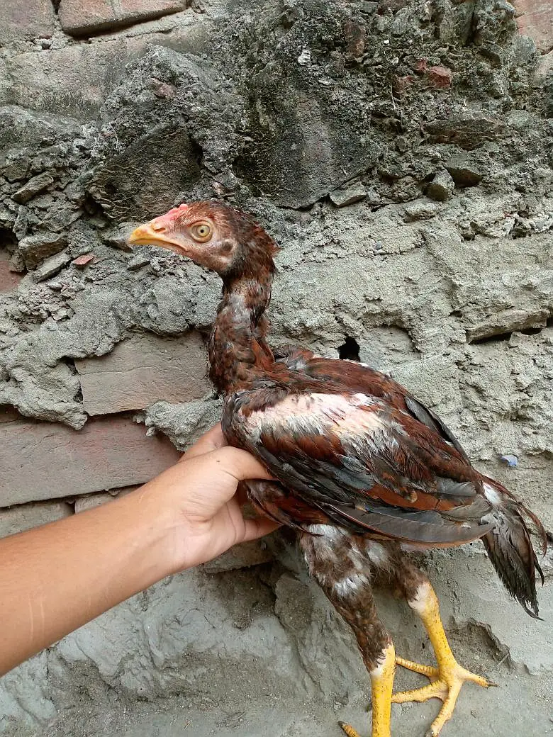 pure aseep vip birds top quality breed — photo 3