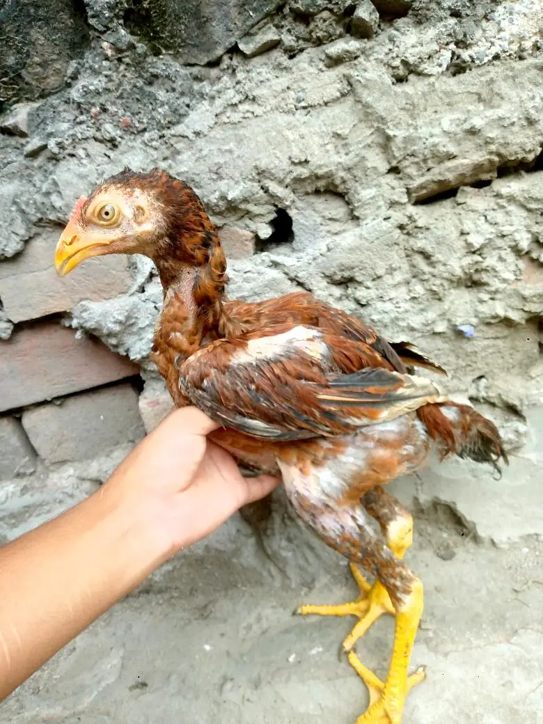 pure aseep vip birds top quality breed — photo 4