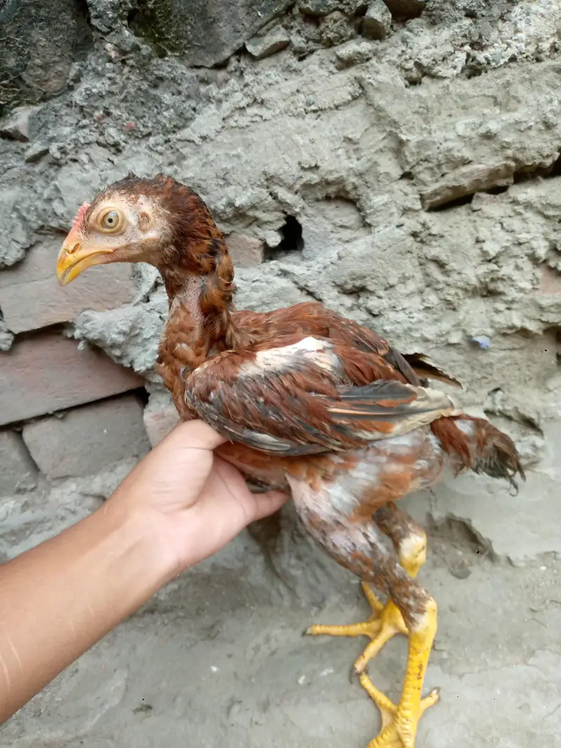 pure aseep vip birds top quality breed — photo 5