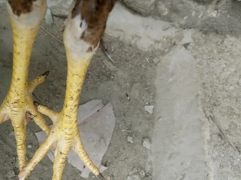 pure aseep vip birds top quality breed — photo 6
