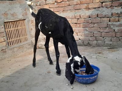 Bakra for sale