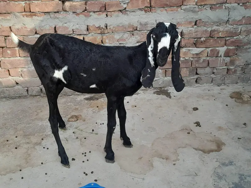 Bakra for sale — photo 2