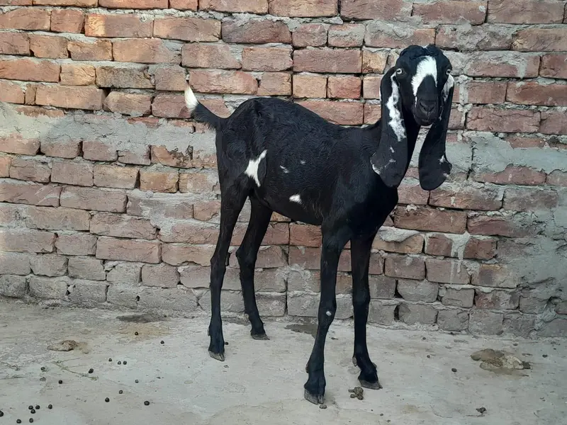 Bakra for sale — photo 3