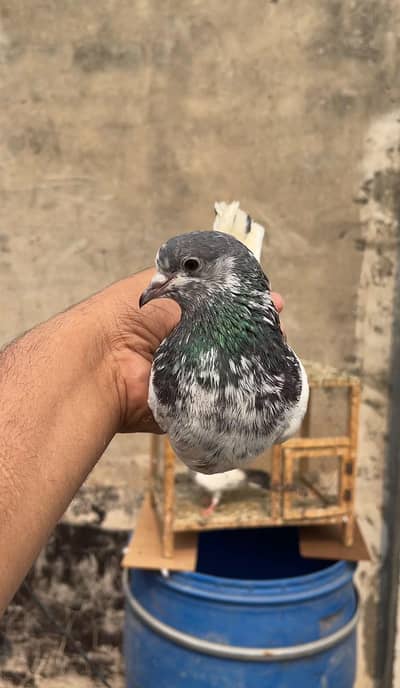 high flyer pigeon male female par pcs price