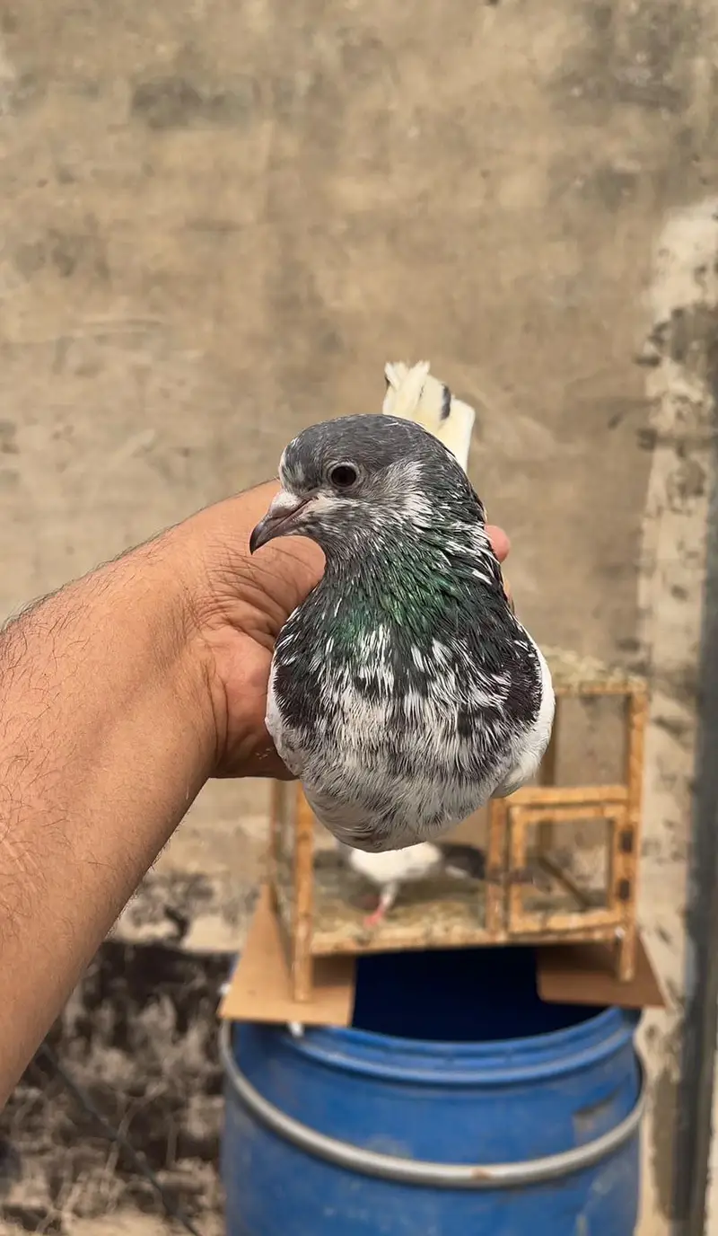 high flyer pigeon male female par pcs price