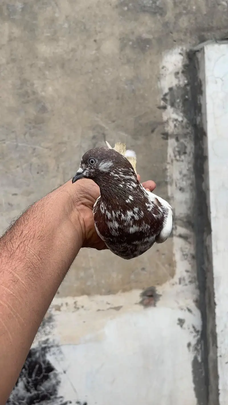 high flyer pigeon male female par pcs price — photo 2
