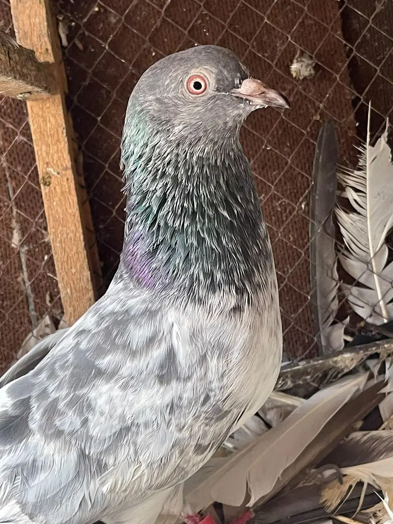 high flyer pigeon male female par pcs price — photo 3