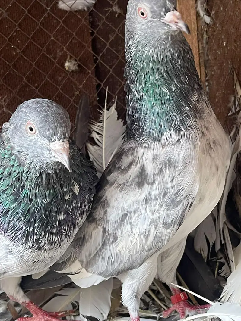 high flyer pigeon male female par pcs price — photo 4
