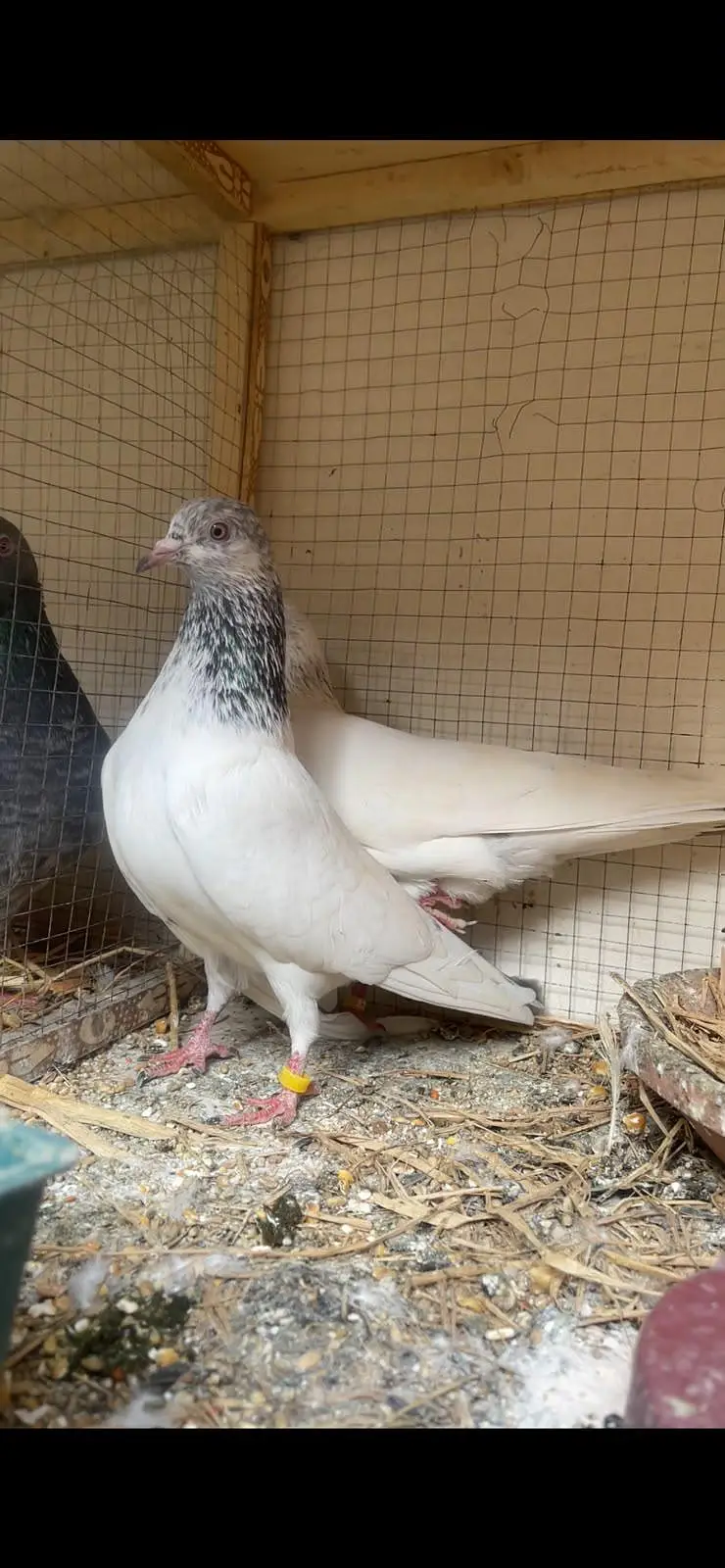 high flyer pigeon male female par pcs price — photo 5