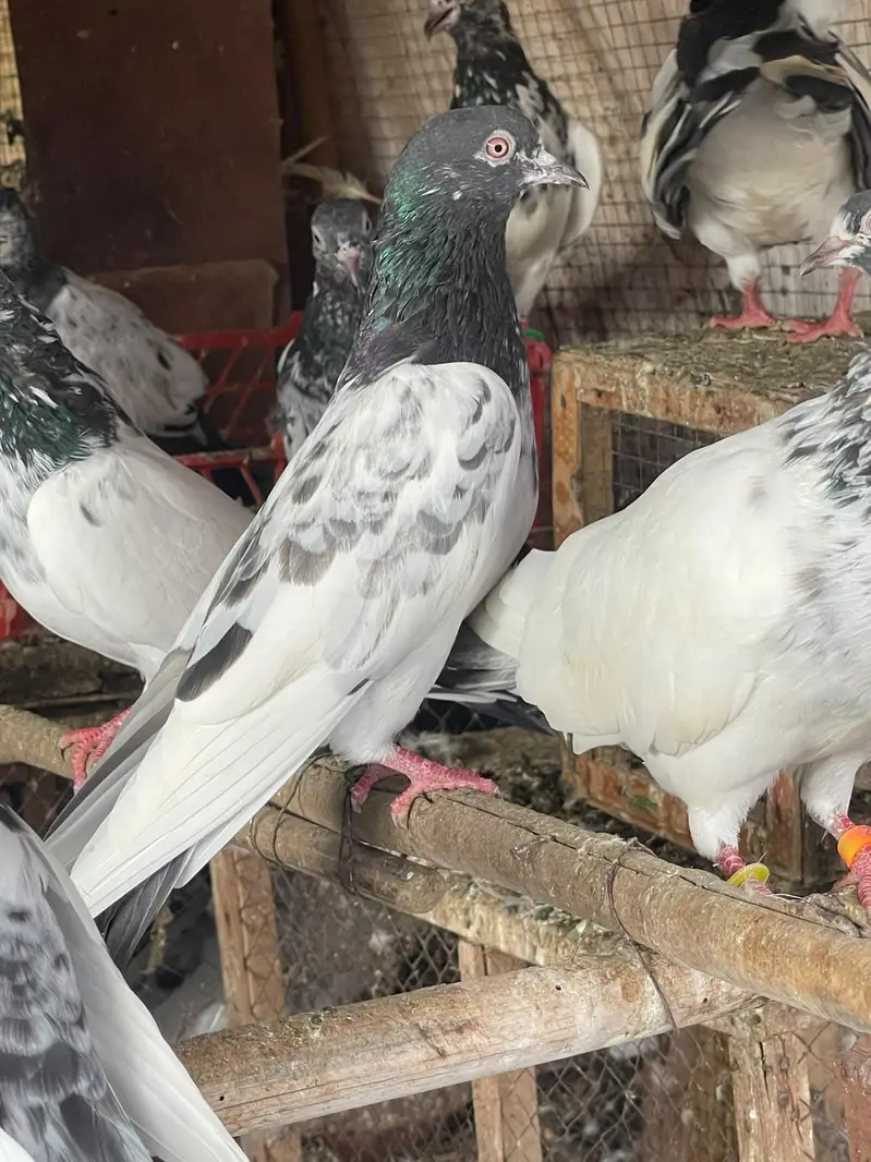 high flyer pigeon male female par pcs price — photo 6