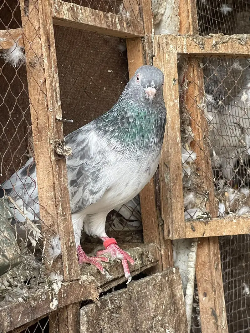 high flyer pigeon male female par pcs price — photo 7