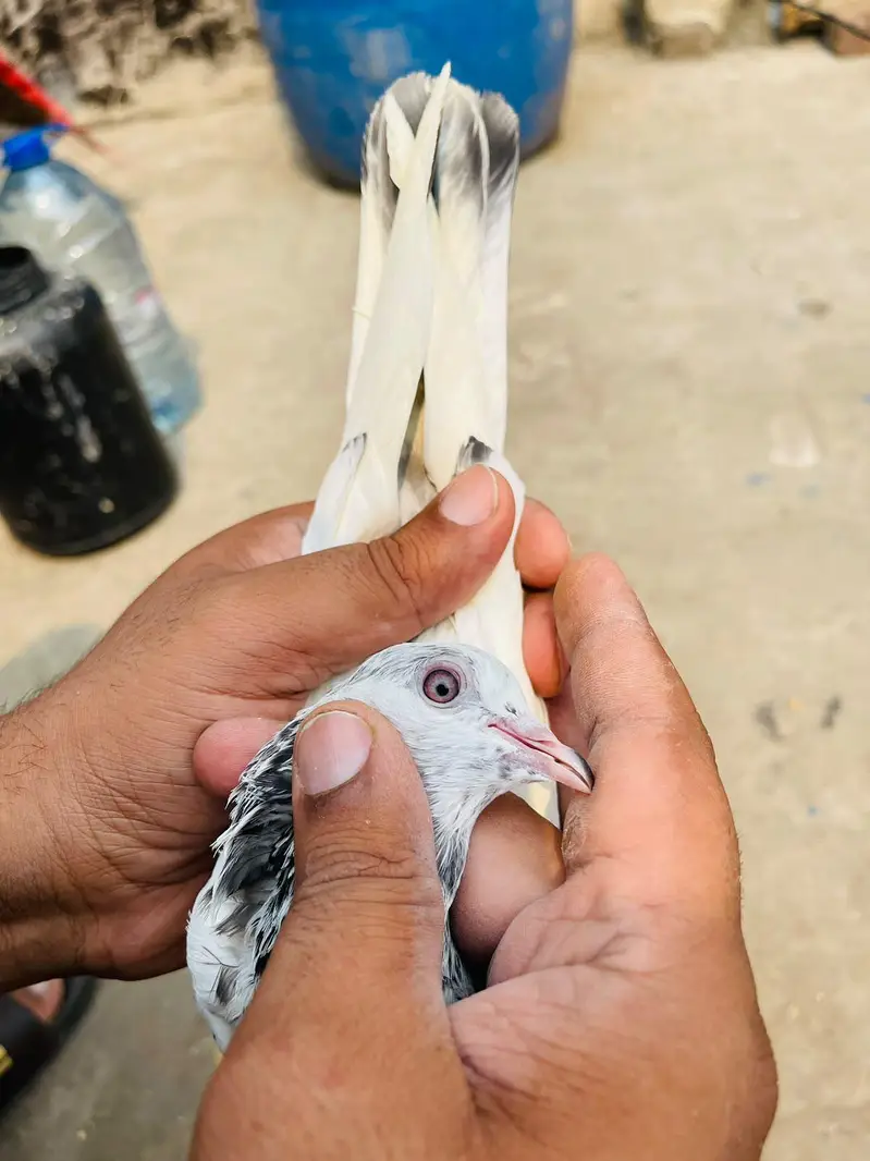high flyer pigeon male female par pcs price — photo 8