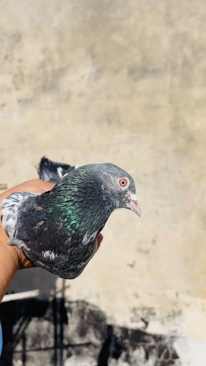 high flyer pigeon male female par pcs price — photo 9