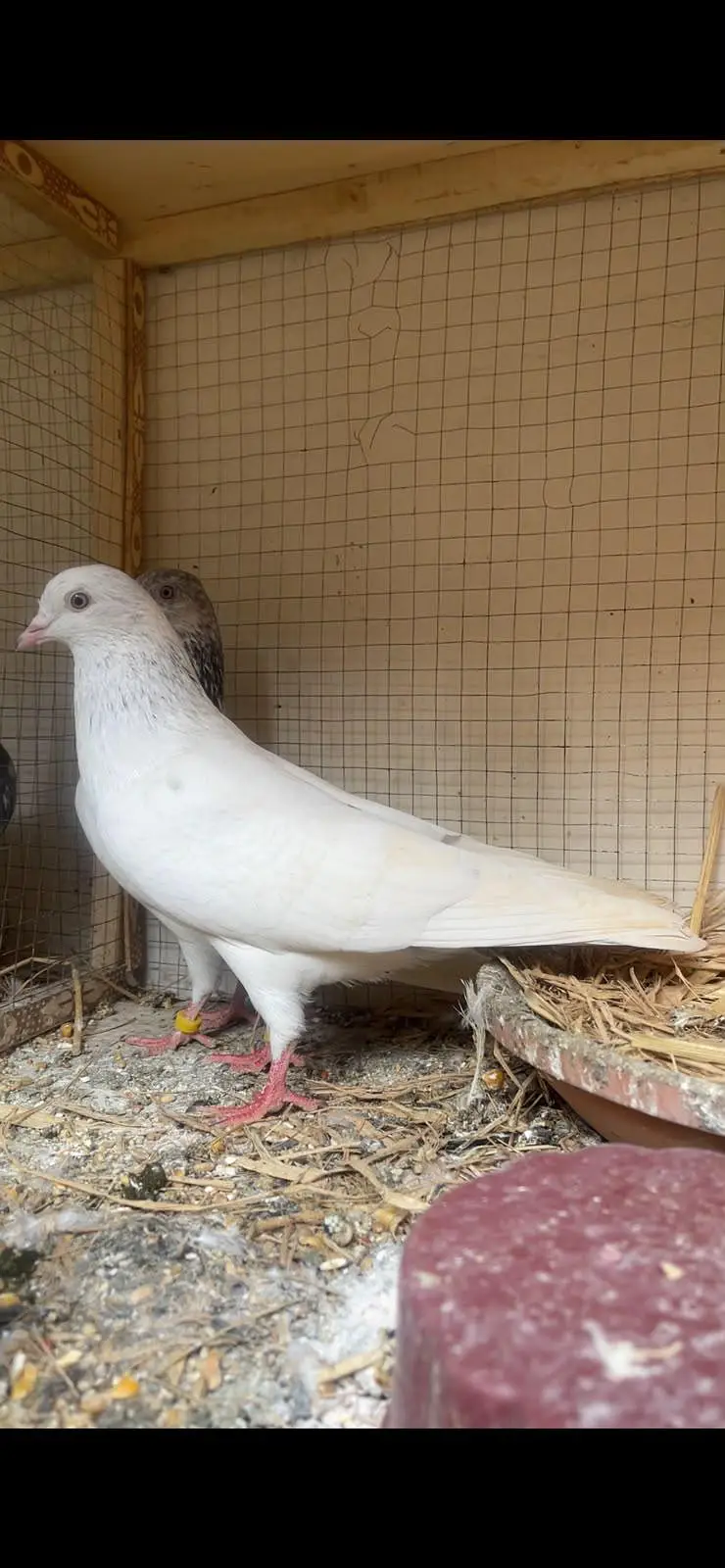 high flyer pigeon male female par pcs price — photo 10