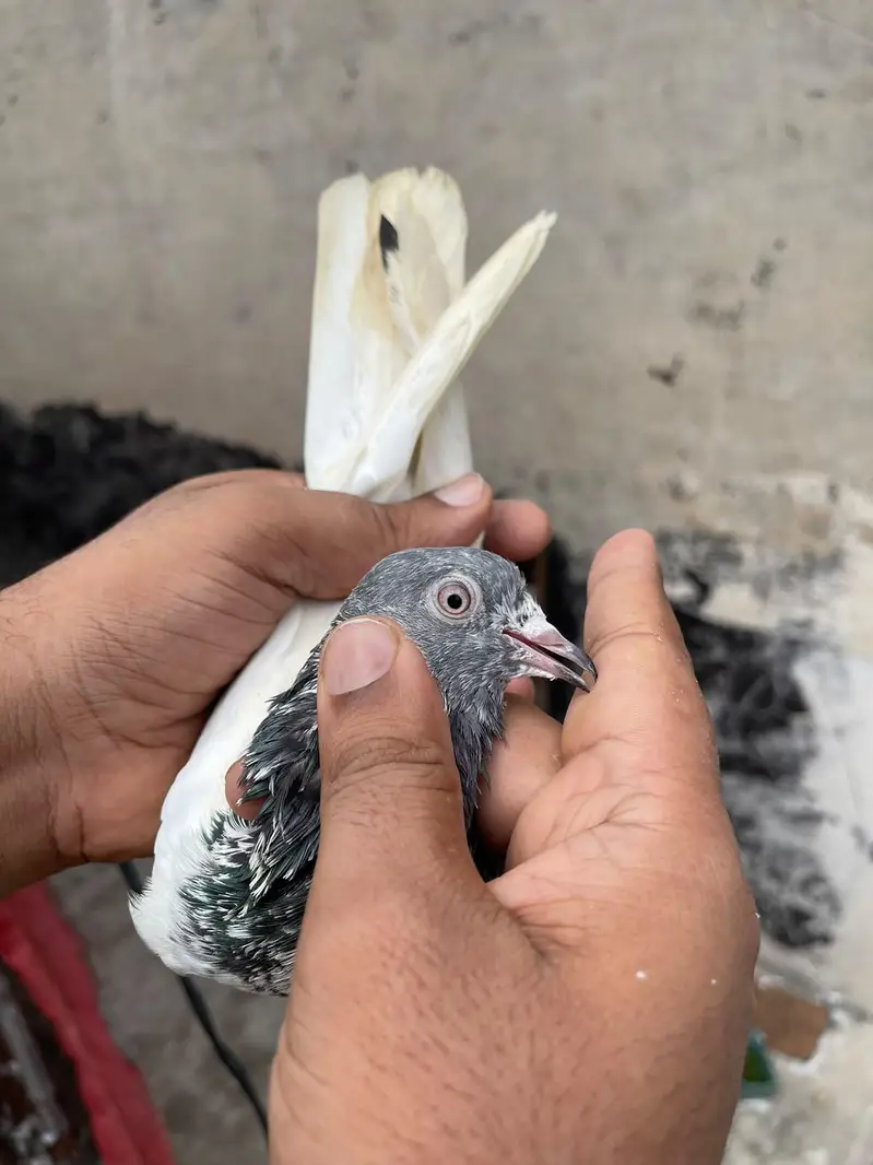 high flyer pigeon male female par pcs price — photo 11