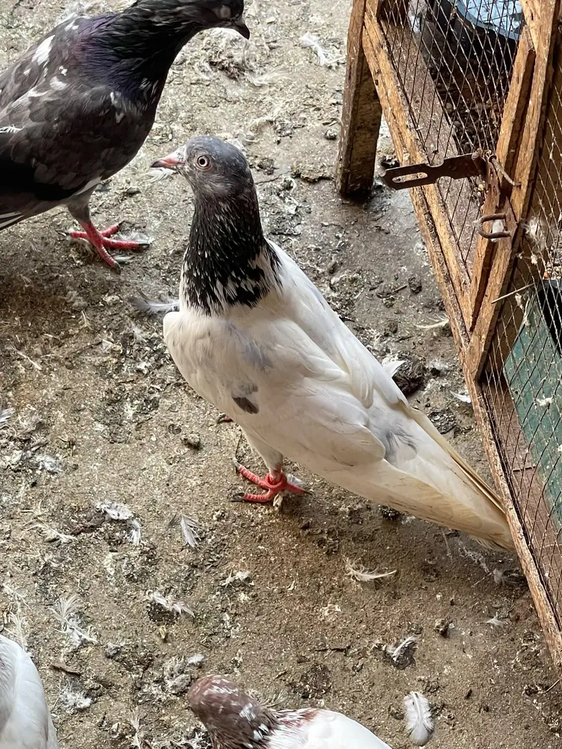 high flyer pigeon male female par pcs price — photo 12
