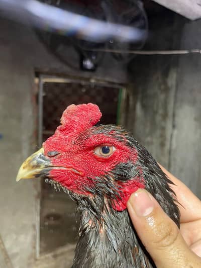 burmi pokaya male for sale