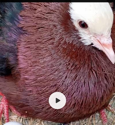Imported Quality Fancy pigeon for sale