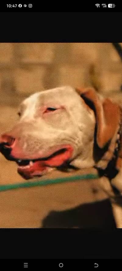 kohati bully gultair