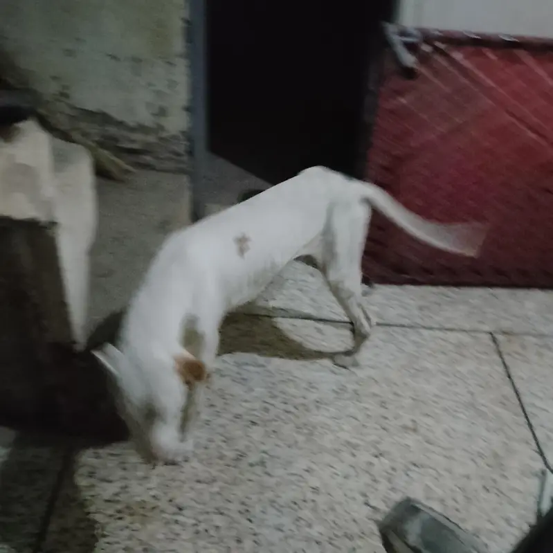 kohati bully gultair — photo 2