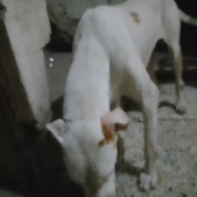 kohati bully gultair — photo 3