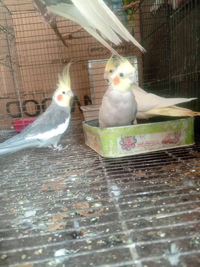 Cocktail pair for sale (breeder)