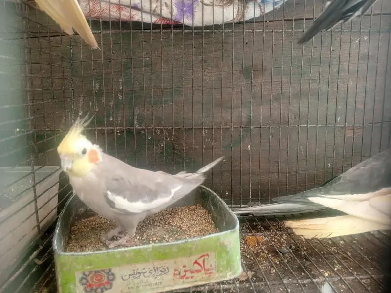 Cocktail pair for sale (breeder) — photo 2