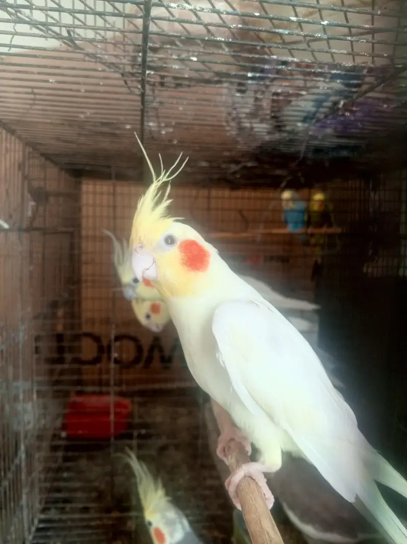 Cocktail pair for sale (breeder) — photo 3