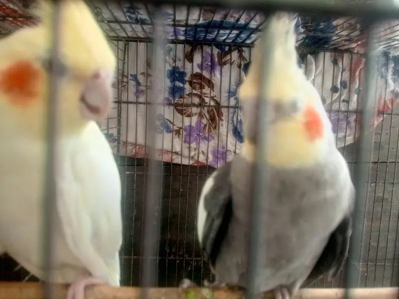 Cocktail pair for sale (breeder) — photo 4