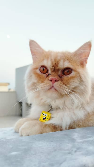 Persian Cat for sale