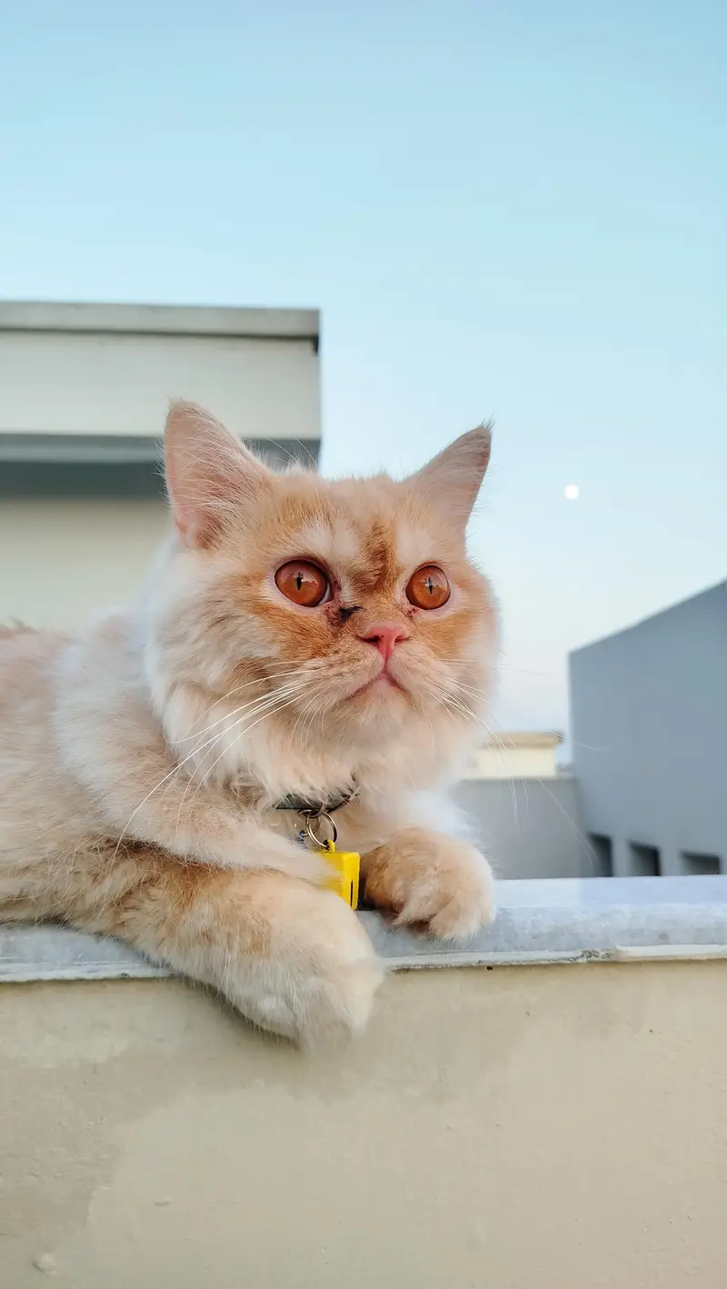 Persian Cat for sale — photo 2
