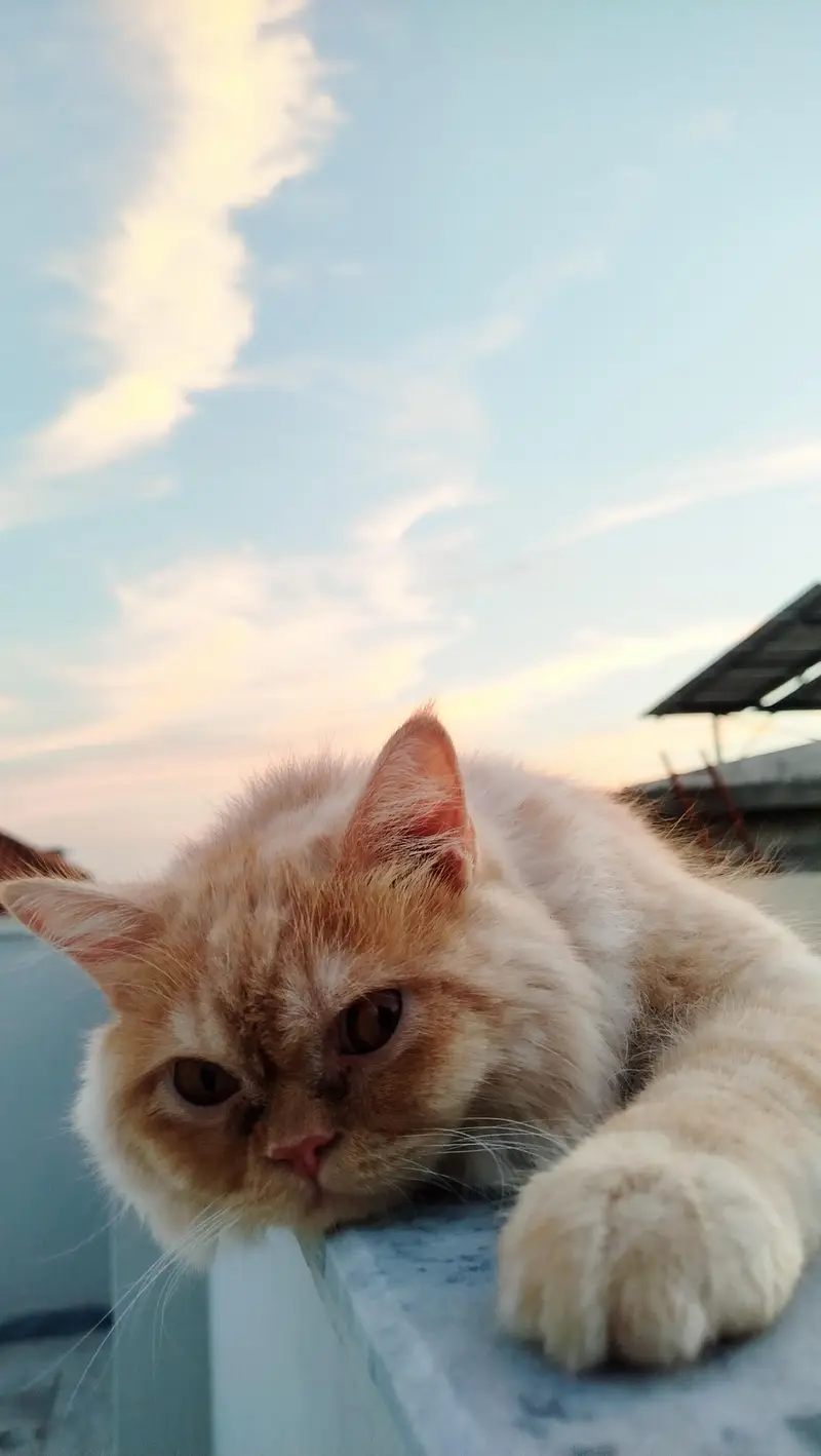 Persian Cat for sale — photo 3
