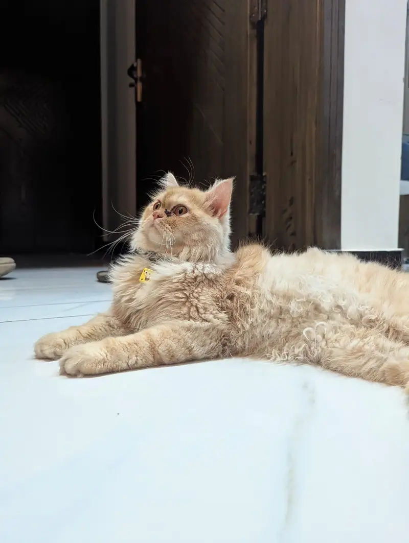 Persian Cat for sale — photo 4