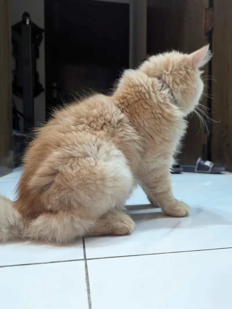 Persian Cat for sale — photo 5