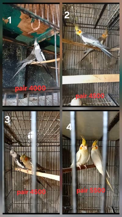 4 Cocktails breeder pairs ( o32o644l878)